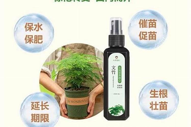 文竹要用什么肥料较好