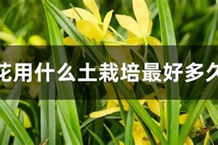 兰花多久浇一次水多久施一次肥