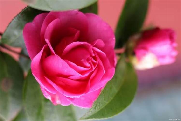 茶花怎样养护？