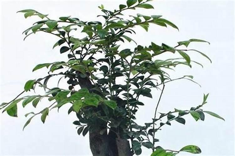 中微量元素肥料有哪些