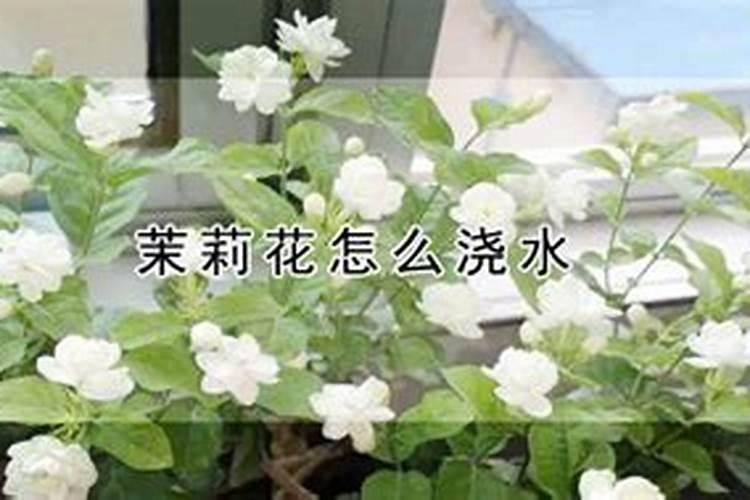 茉莉花适合什么肥料