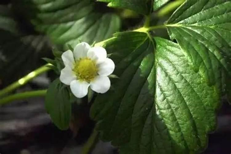 油茶开花不结果可以打硼肥吗？