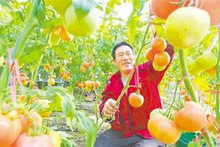 给番茄追肥,用什么肥料最好？