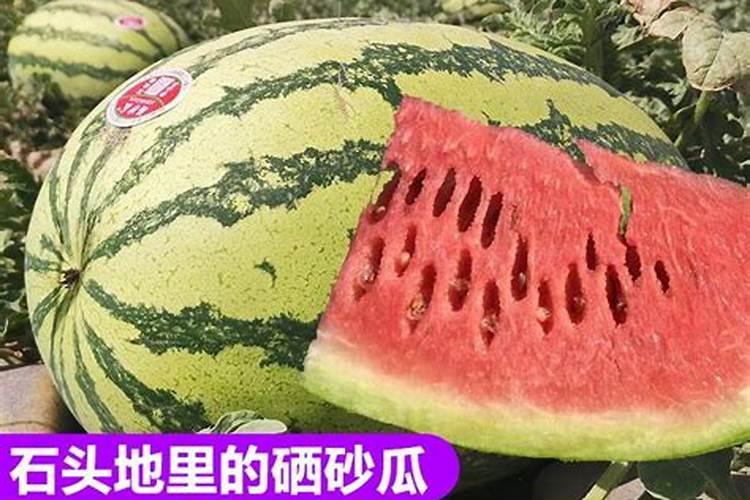 在哪里可以买到硒肥？