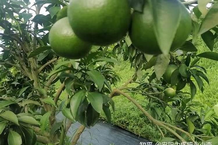 水稻一亩地用多少肥 怎么施肥才高产