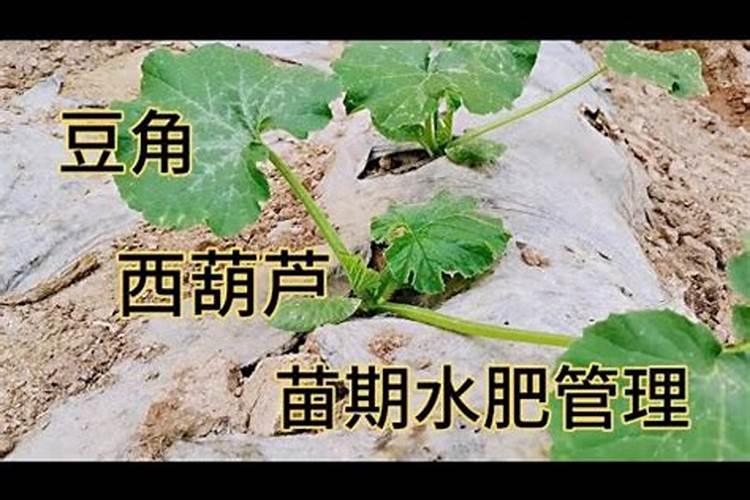 豆角多大开始浇水施肥