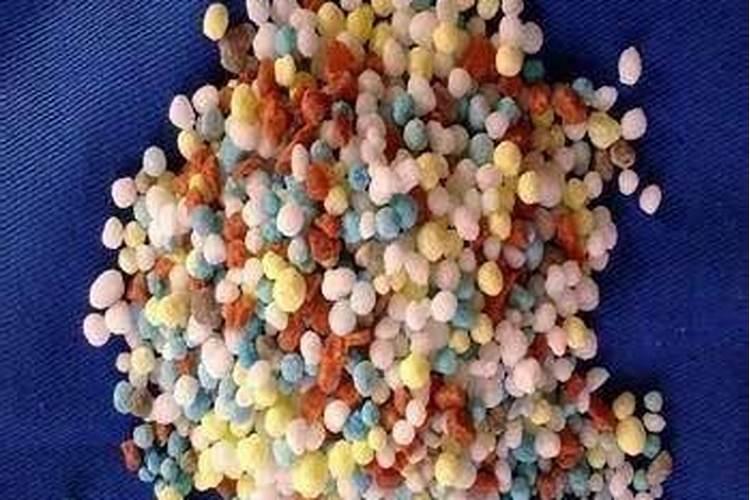 黑老虎苗多少钱一棵
