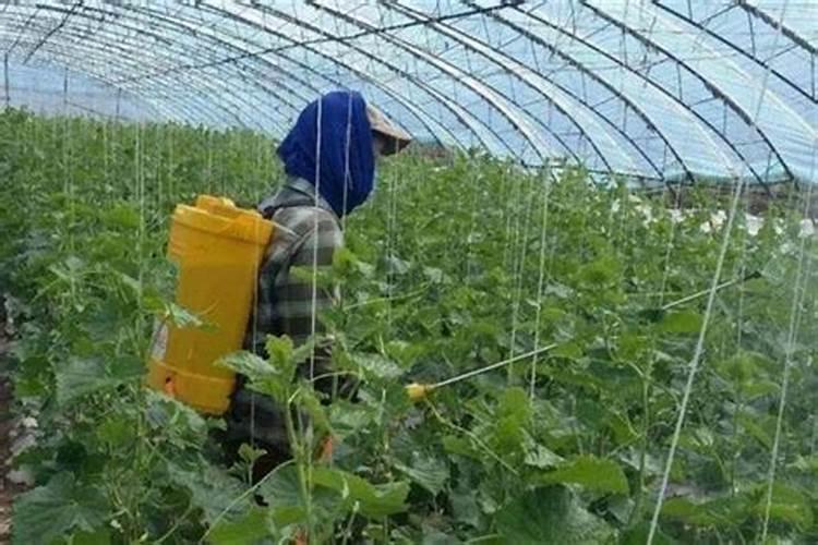 水溶肥与叶面肥的区别