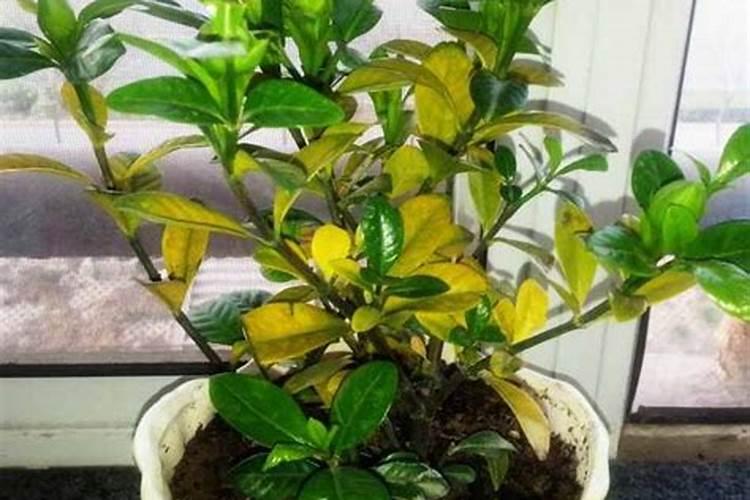 栀子花6种常见黄叶问题,教你一一破解