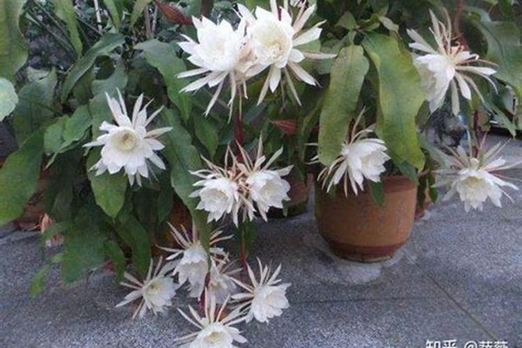 昙花施肥用什么肥料,长花蕾的时候可以施肥吗