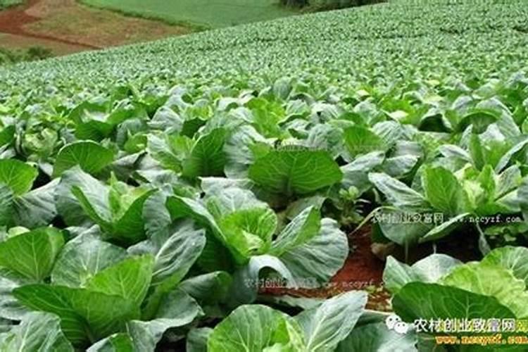 磷肥种菜的使用方法