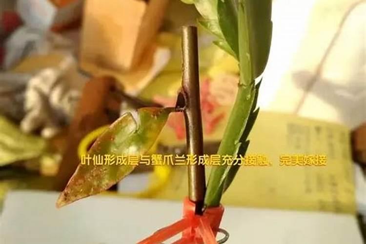 刚刚嫁接好的叶仙,能否立即就浇水呢？