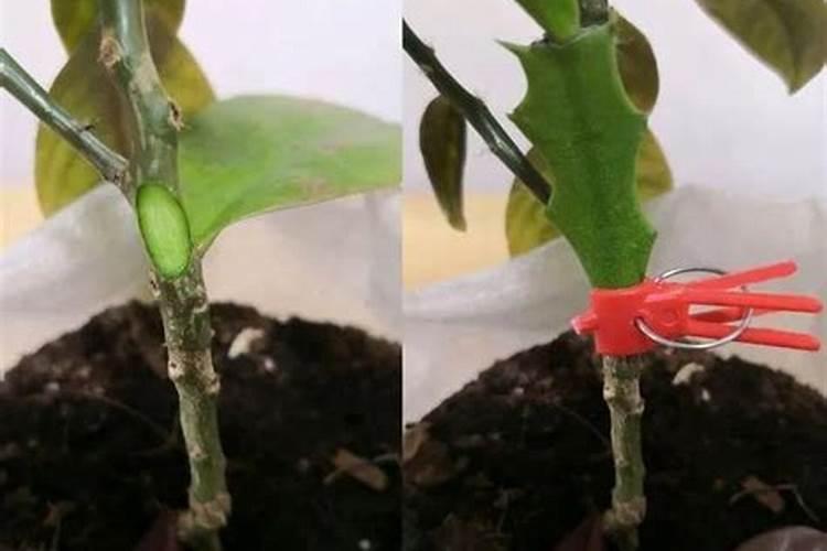 叶仙枝干发黄啥情况呢？