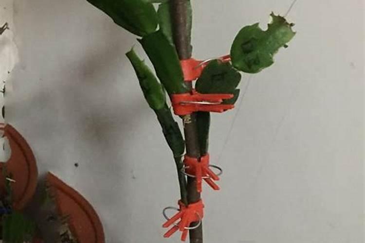 嫁接在仙人掌上的蟹爪兰,浇水、施肥和光照等,按哪一种的习性管理呢？