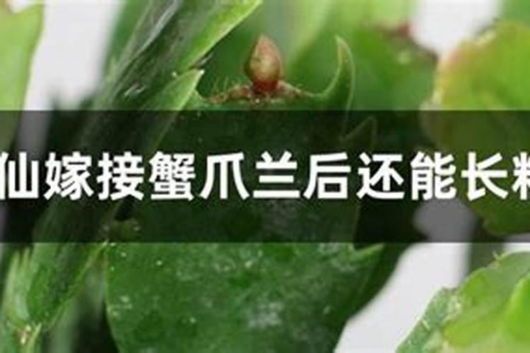 火龙果怎么嫁接？