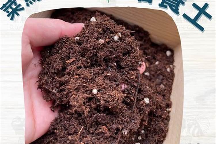 种辣椒用什么肥料