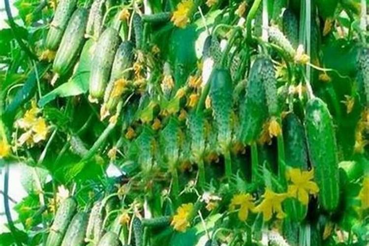 黄瓜夏季栽培技术要点 黄瓜施肥技巧总结