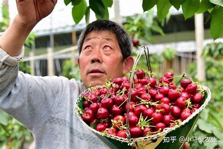“樱桃好吃树难栽”在种植樱桃树时,都有哪些技巧？