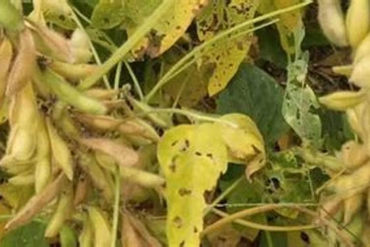 黄豆做底肥的正确方法