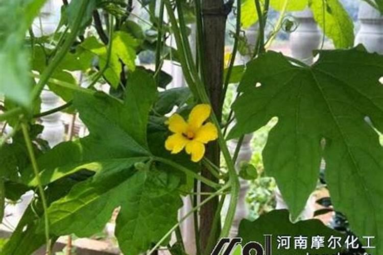 夏季兰花怎样正确浇水