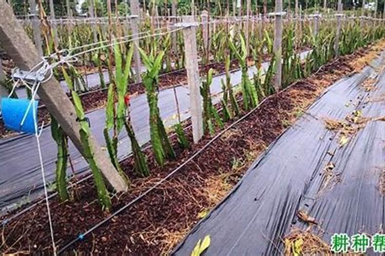 火龙果坐果期要施什么肥