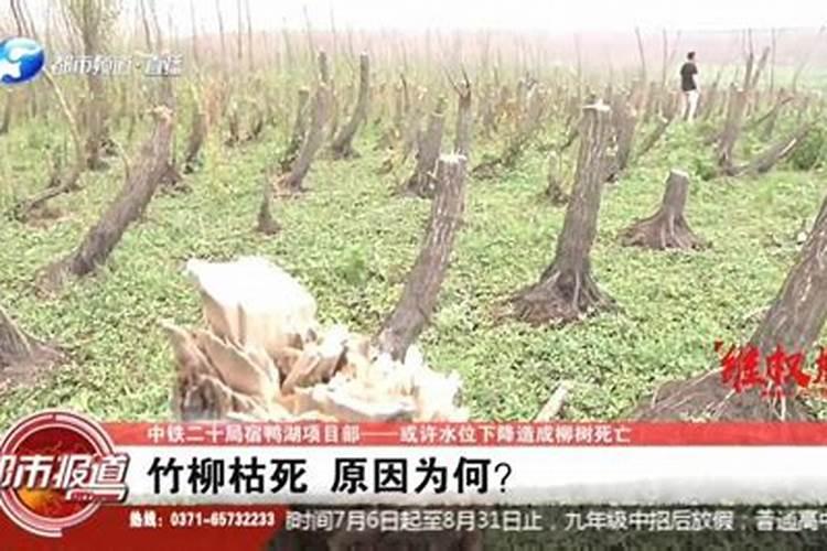 柳树锈病怎么防治？有没有人了解？