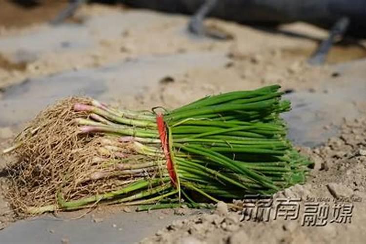 洋葱施什么肥最好