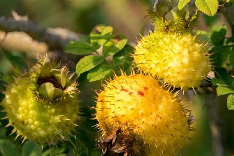 带刺的梨树是什么品种