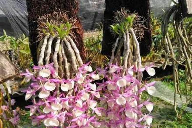 让石斛长的比较快用什么肥料？