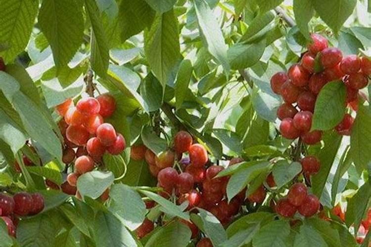 樱桃花期喷什么药坐果