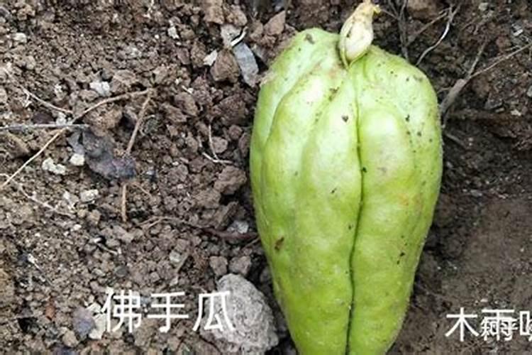 佛手瓜为什么只长藤不结果