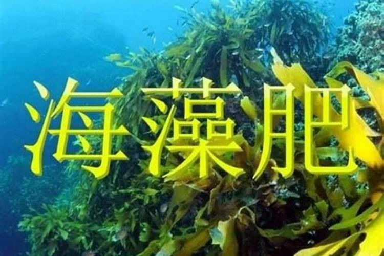 生姜种植对技术的要求较高,生姜苗期怎么进行管理？