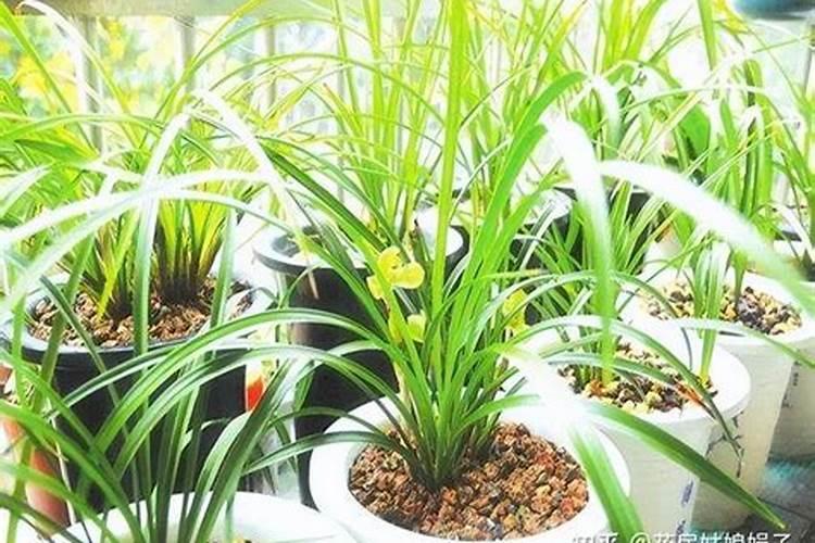 兰花用什么肥料最好