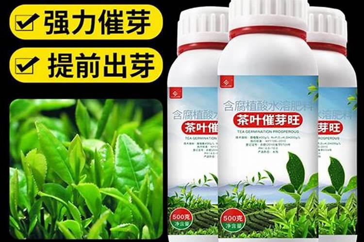 茶叶化肥使用方法