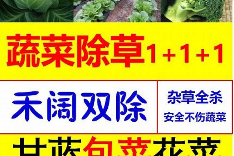 菜花细菌黑斑病经常出现,菜花细菌黑斑病该怎么防治？