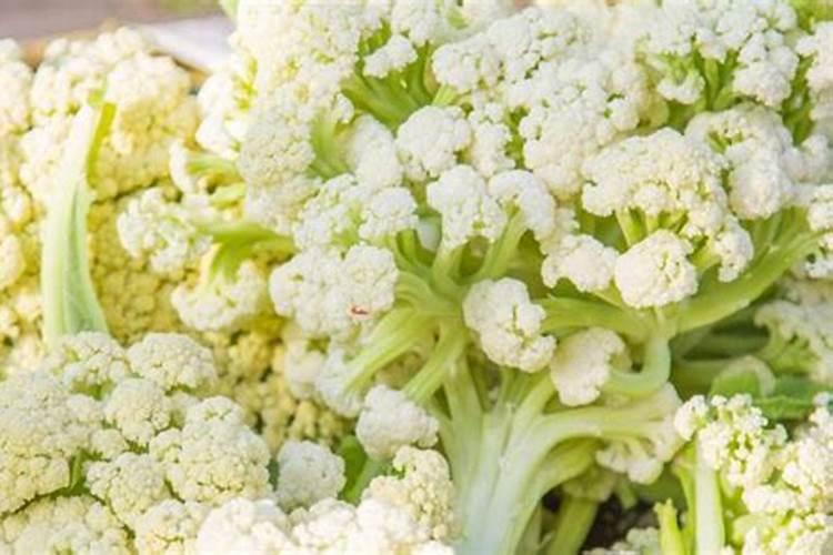 菜花黑斑病用什么药防治？