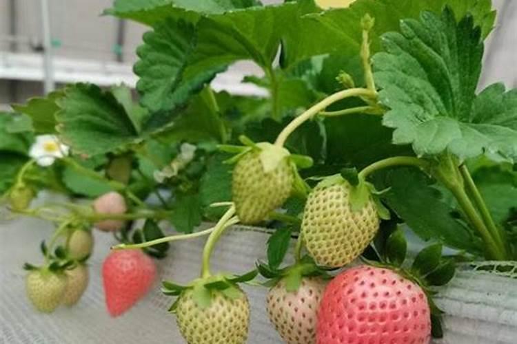 草莓施什么肥料好