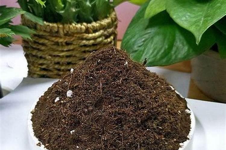 君子兰的肥料怎么自己制作啊
