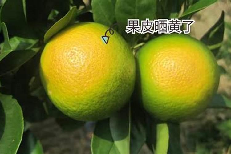 怎么预防柑橘变为“太阳果”？