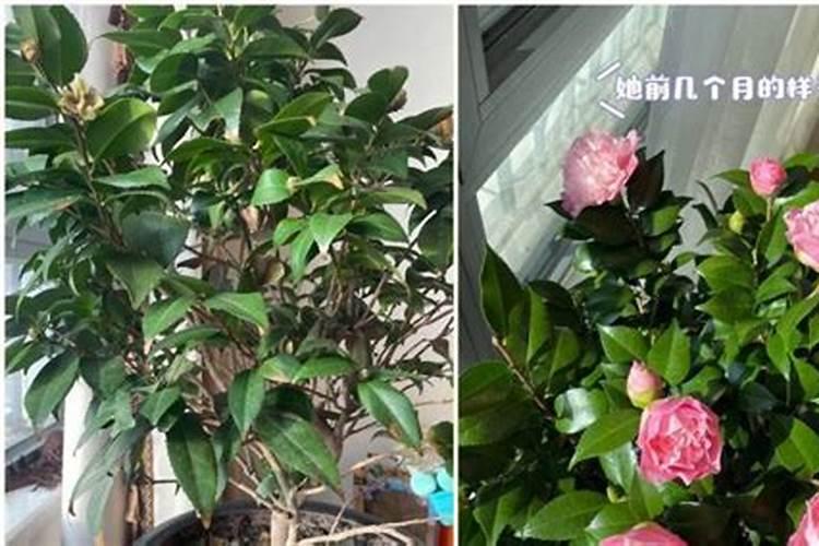 茶花带苞如何喷施叶面肥