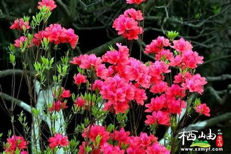杜鹃能喷叶面肥吗？喷叶面肥用什么肥料比较好？
