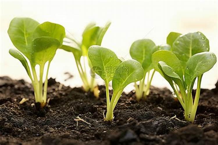 请问用青草做堆肥的工艺流程是怎样的？