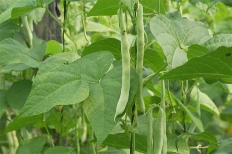 在农村种植芸豆的时候,应该如何施肥呢？