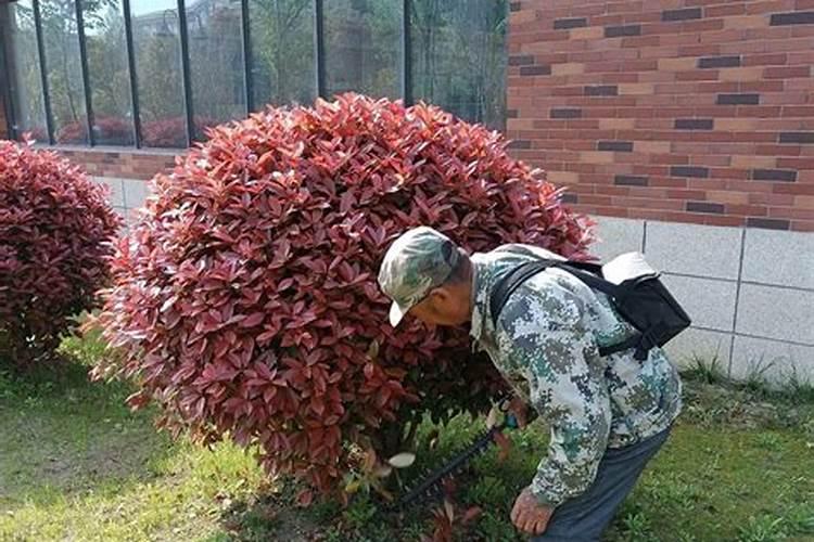 红叶石楠如何施肥