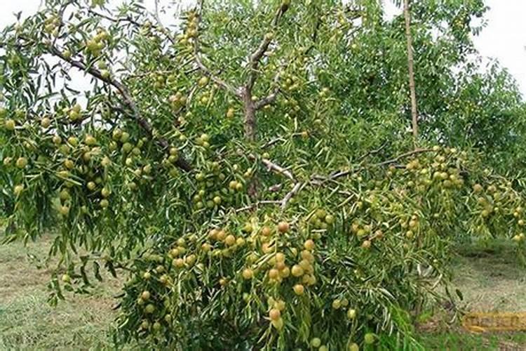 枣树施肥时间
