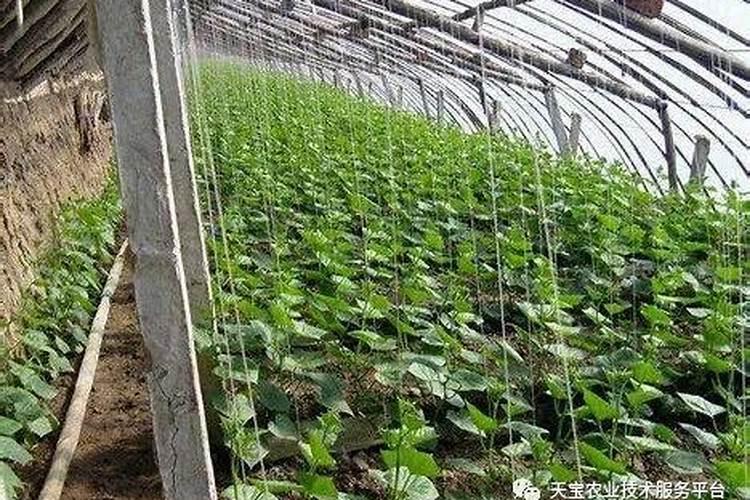 黄瓜的落蔓技术