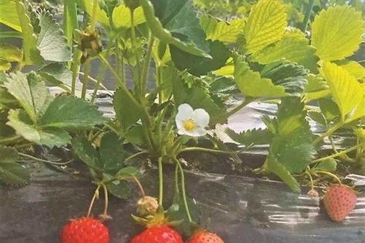 种草莓要施什么肥料才长出又大又甜的果实？