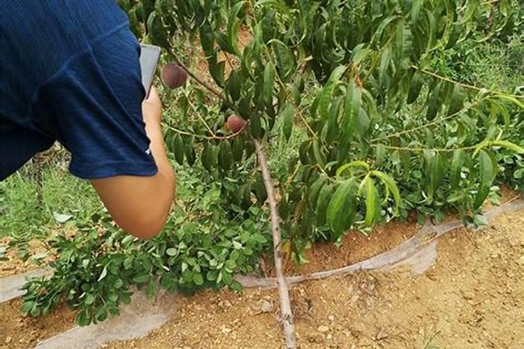 养殖蘑菇后的渣土可以直接种植吗