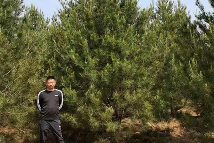白皮松针叶发黄怎么办？白皮松针叶发黄原因及解决方法