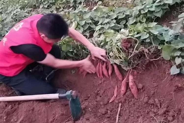红薯用磷酸二氢钾？